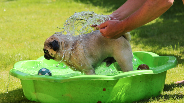 Dog taking a bath