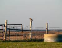 Prairie chicken on a fence in Lenexa, KS