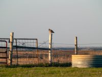 prairie-chicken-on-fence-lenexa-kansas-1024x768